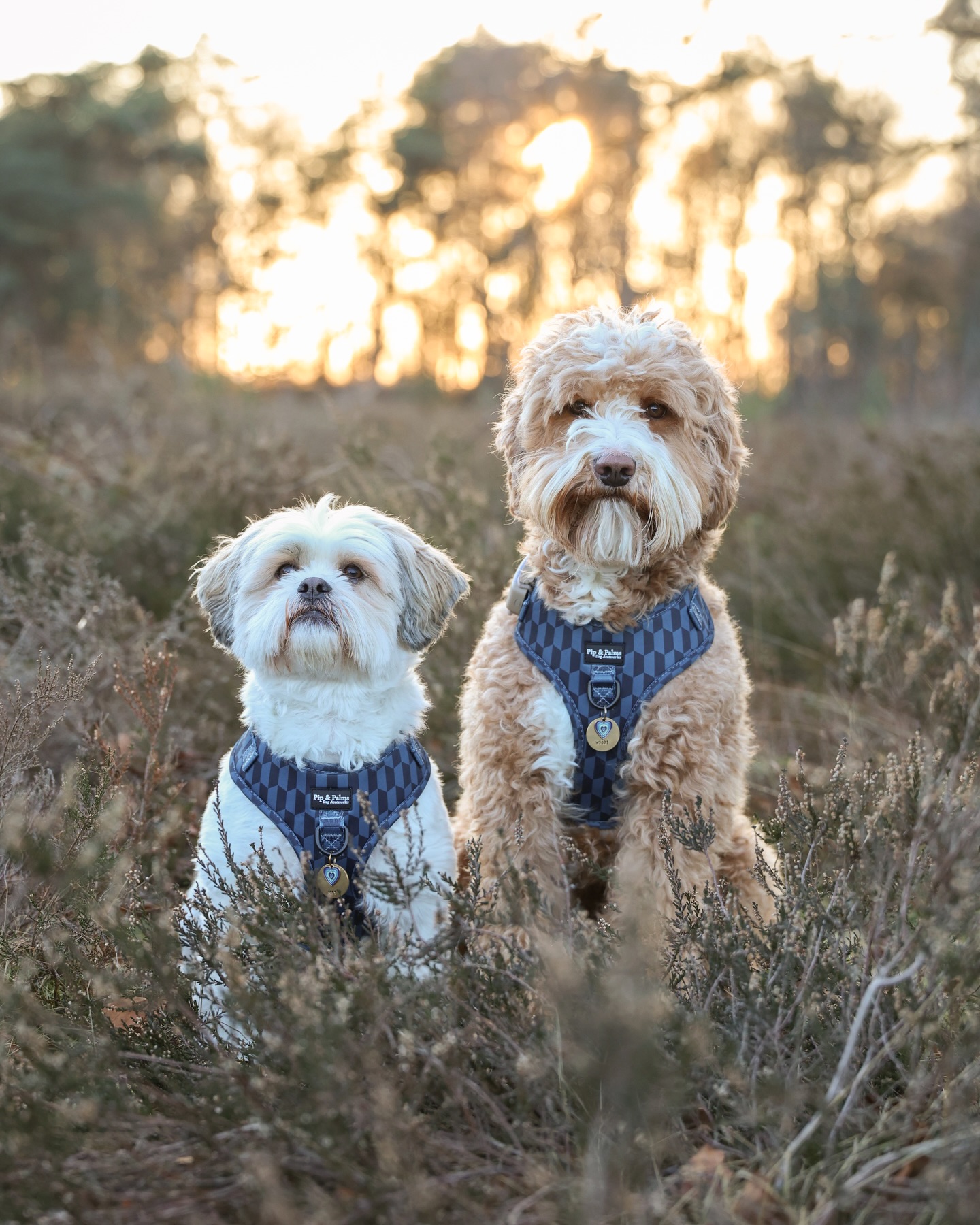 Happy Hump Day! 💙 De week is weer doormidden! Knappe Mex en Woody showen jullie harnas Shades of Blue ✨ #dogphotography #hondenaccessoires #dogharness #wandelenmetdehond #rondjemethethondje