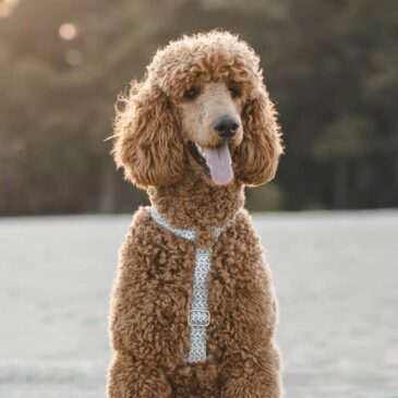 Handmade Strap Harnesses