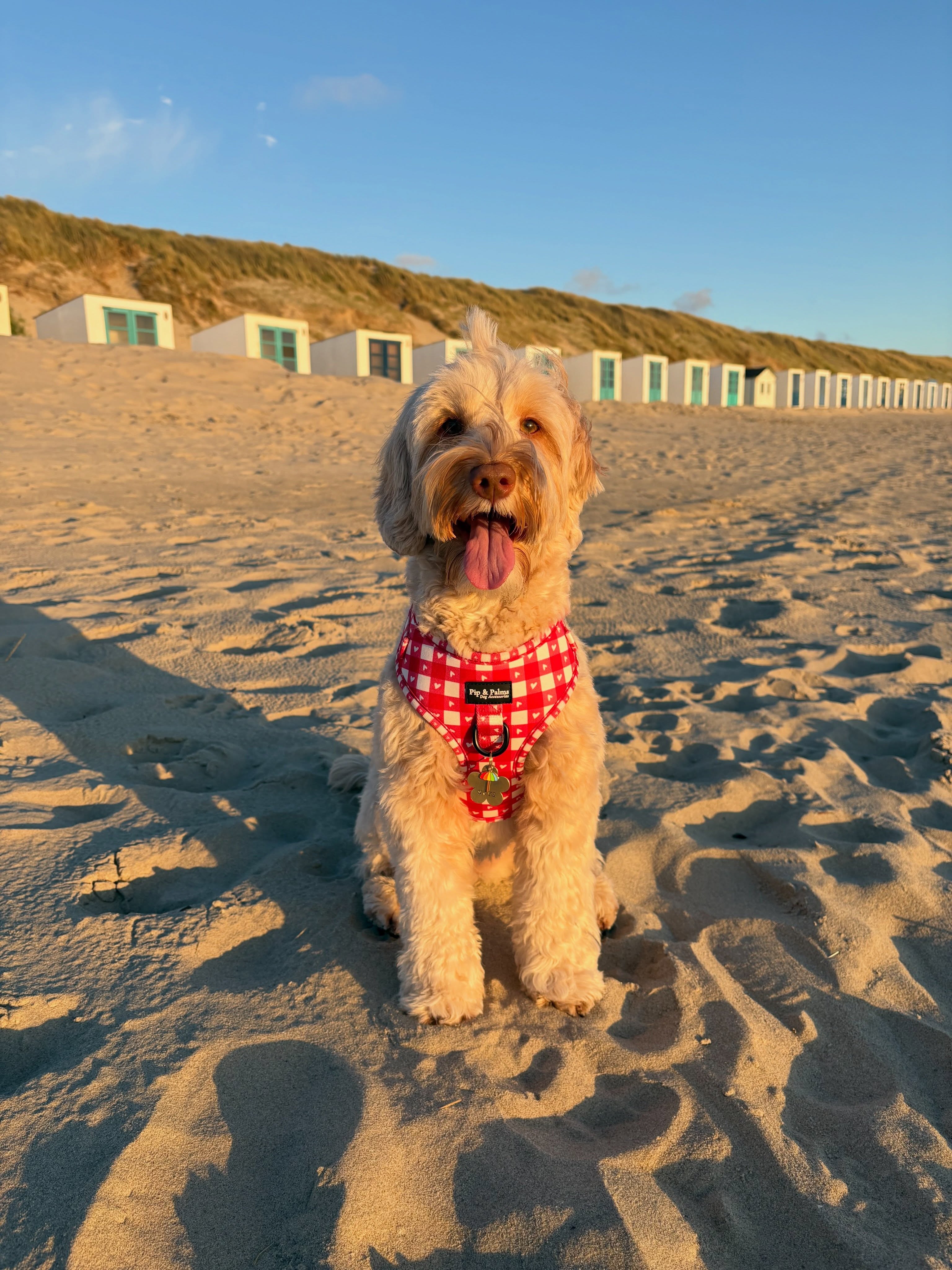 Happy Friday! Wat is het warm he voor de hondjes! Dat betekent vroeg de outfit uit de kast en wandelen maar. Pip en teun vonden het heerlijk vanochtend! Fijn weekend alvast! 🫶🏼Knappe Skye draagt harnas Love is Blind ❤️#australianlabradoodle #australianlabradoodlesofinstagram #dogoutfit #summerdays #summerdog