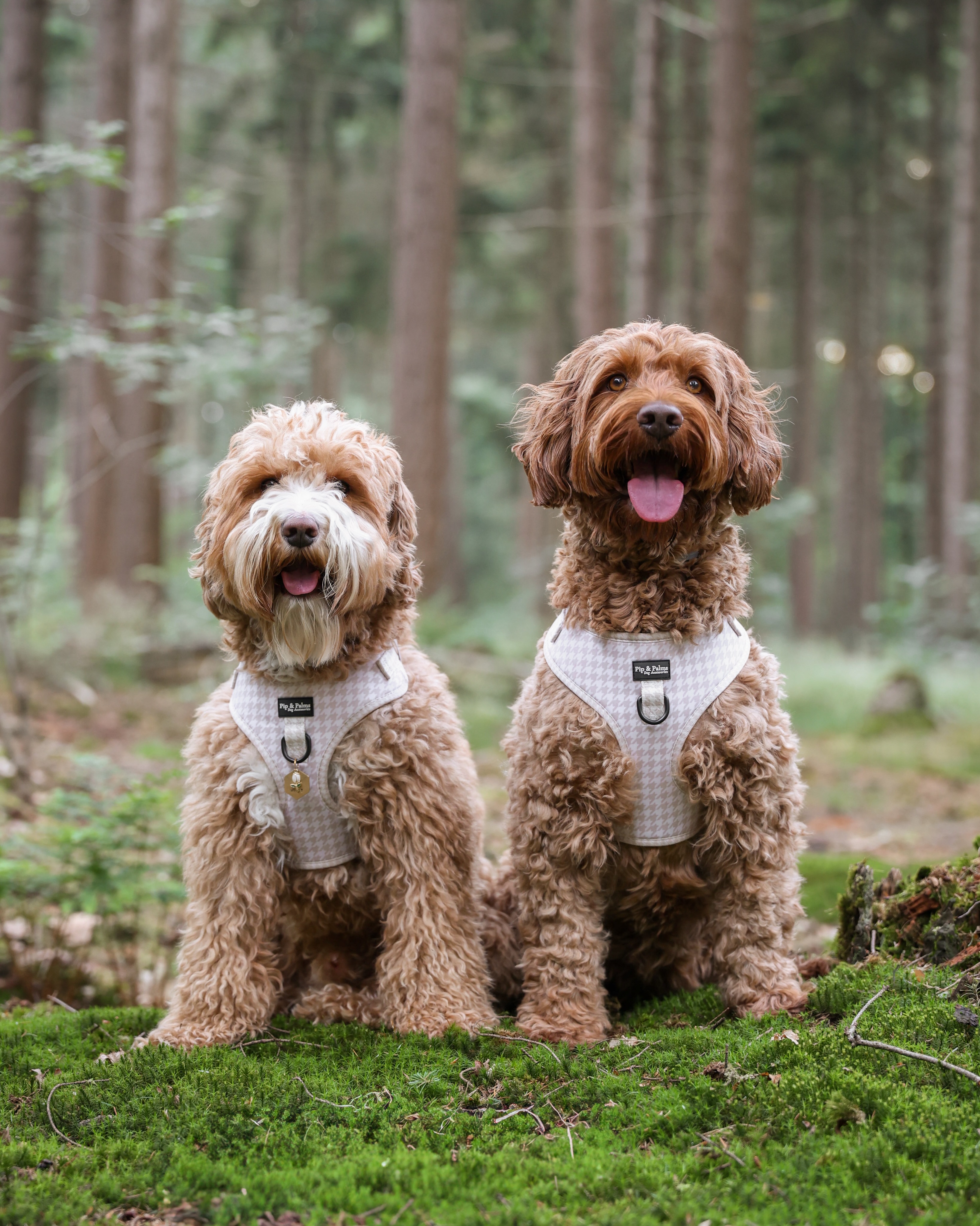 Twinning is winning! Zo leuk samen met hetzelfde harnas 😍Harnas Happy Houndstooth is bijna uitverkocht. De laatste maten staan in de webshop! 🤍#twinningiswinning #matchymatchy #australianlabradoodle #dogharness #australianlabradoodlesofinstagram