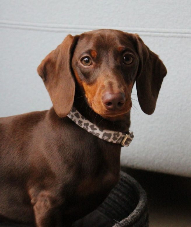 Leopard lovers halsband zilveren sluiting